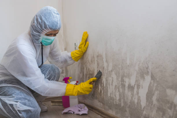 Best Emergency Mold Remediation in Holley, NY