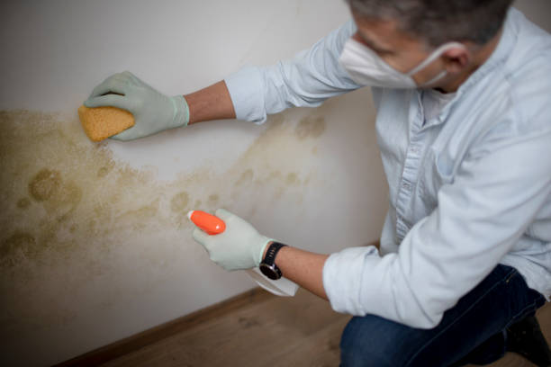 Best Bathroom Mold Remediation in Holley, NY