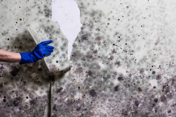 Best Commercial Mold Remediation in Holley, NY