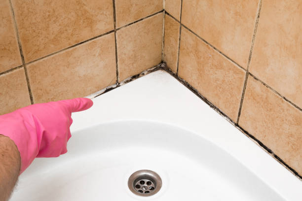 Best Black Mold Remediation in Holley, NY